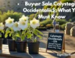 Buy or Sale Calystegia Occidentalis$: What You Must Know!
