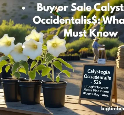 Buy or Sale Calystegia Occidentalis$: What You Must Know!